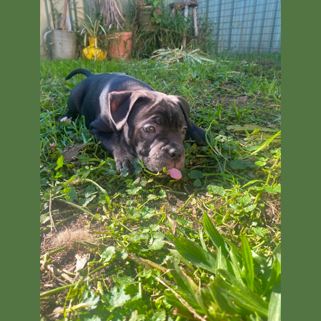 Photo of Edith   8 Week Old Staffy X