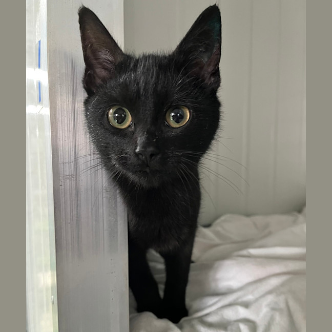 Photo of Atlas