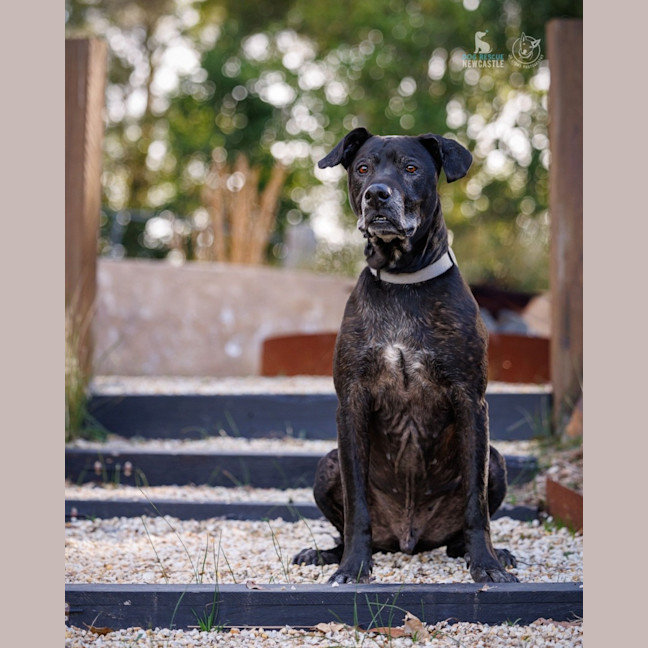 Photo of Chuck   11 Year Old Bullmastiff