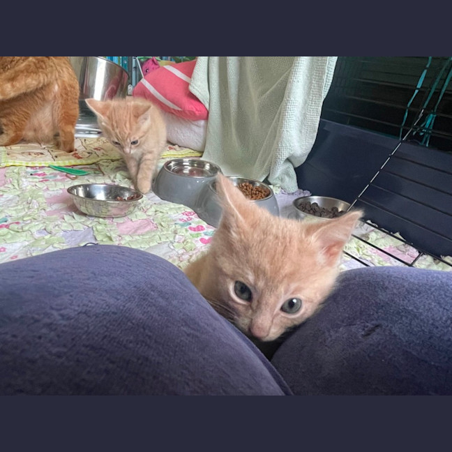 Photo of Hiccup