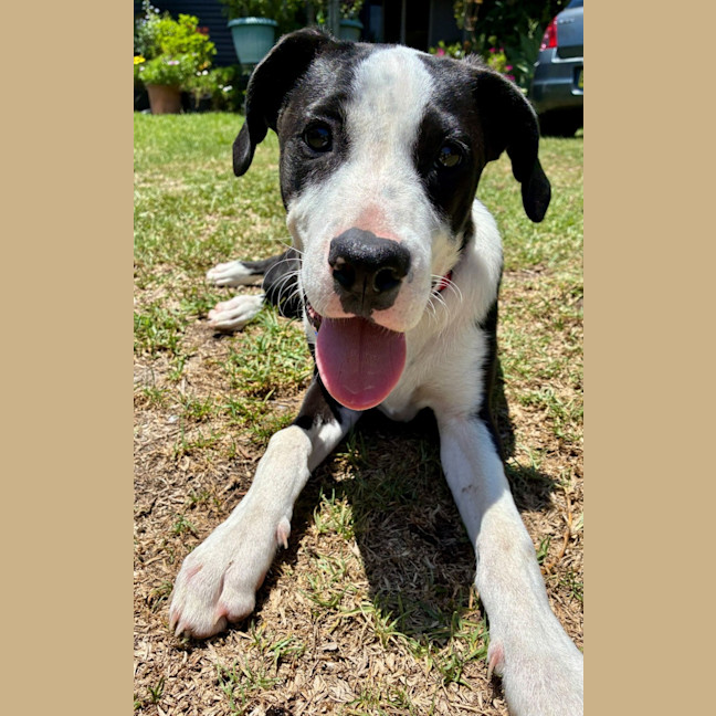 Photo of Bill   5 Month Old Mixed Breed