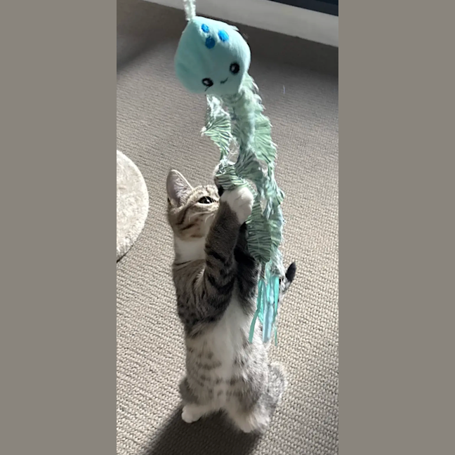 Photo of Smudge