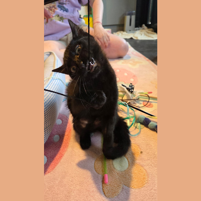 Photo of Sharpie