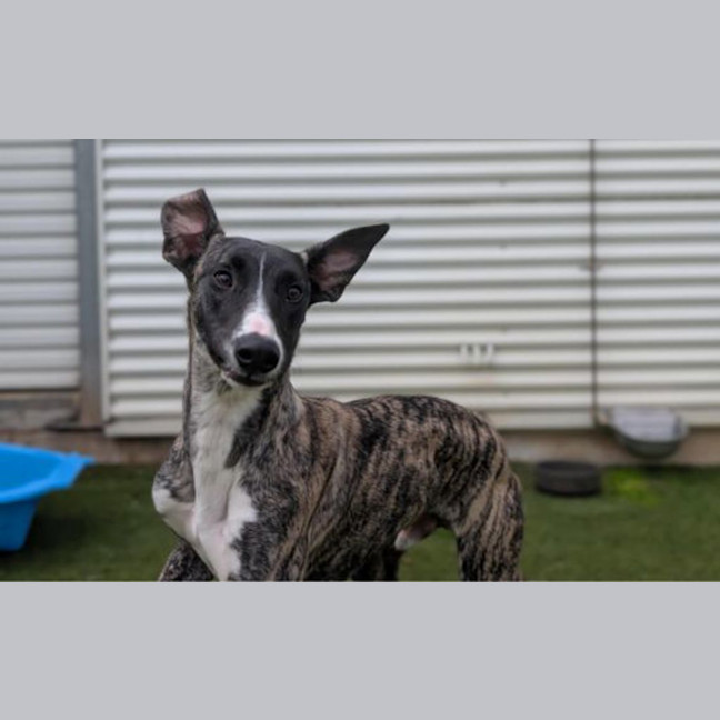 Photo of Rockstar