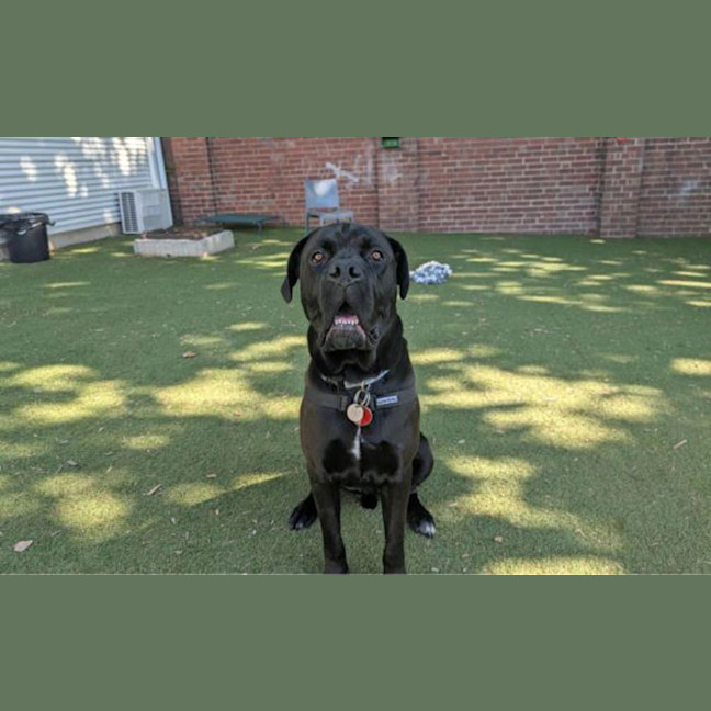 Photo of Oscar