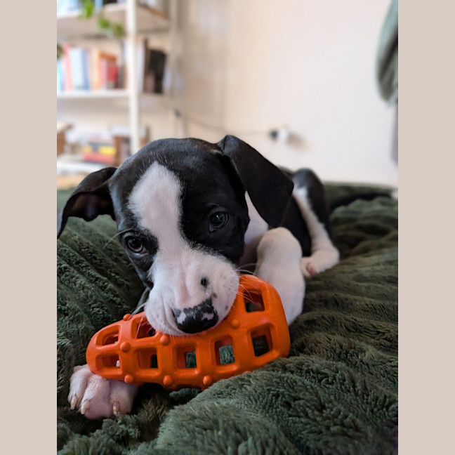 Photo of Lyra