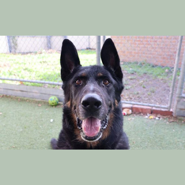Photo of Rex