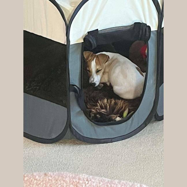 Photo of Tiny Teddy