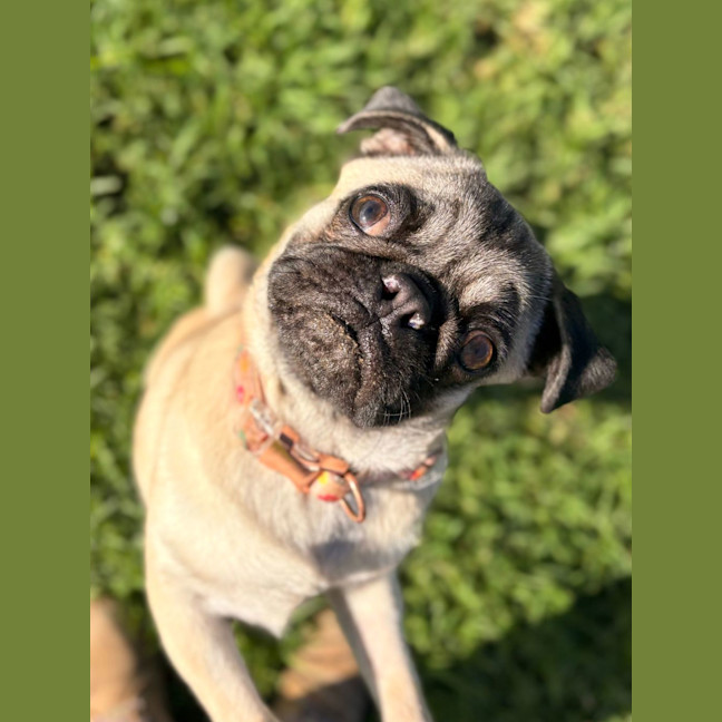Photo of Mellow