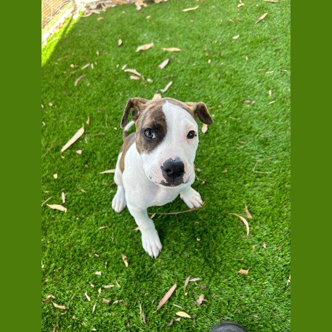 Photo of Zolly