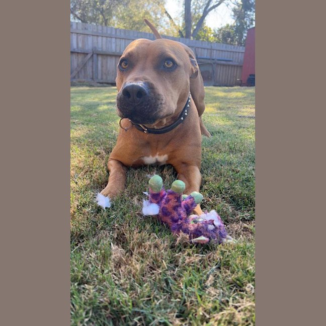 Photo of Ruby And Rusty