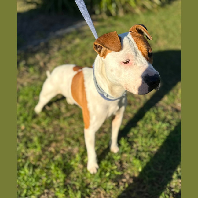 Photo of Goose (8850)