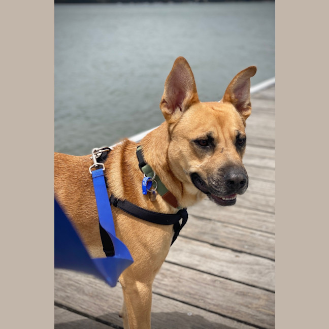 Photo of Bucky   1 Year Old German Shepherd X