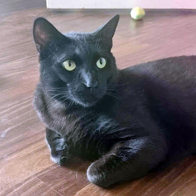 Photo of Midnight