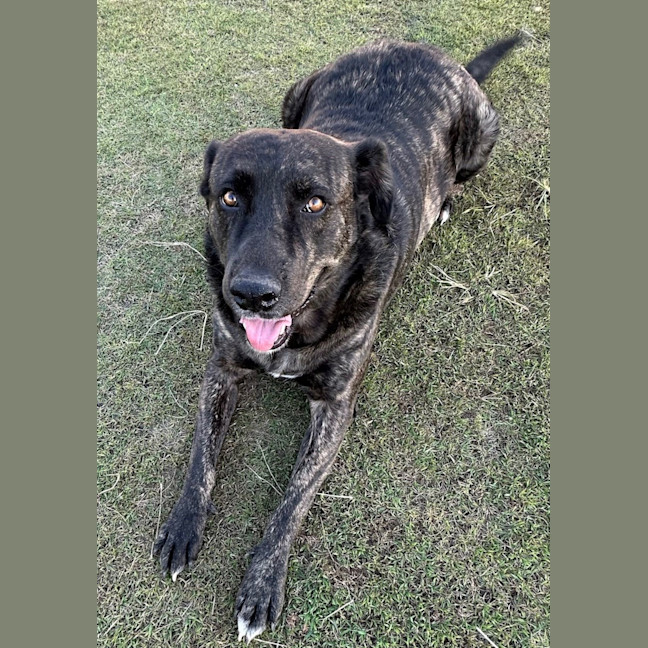 Photo of Kenny *$150 Adoption Fee*