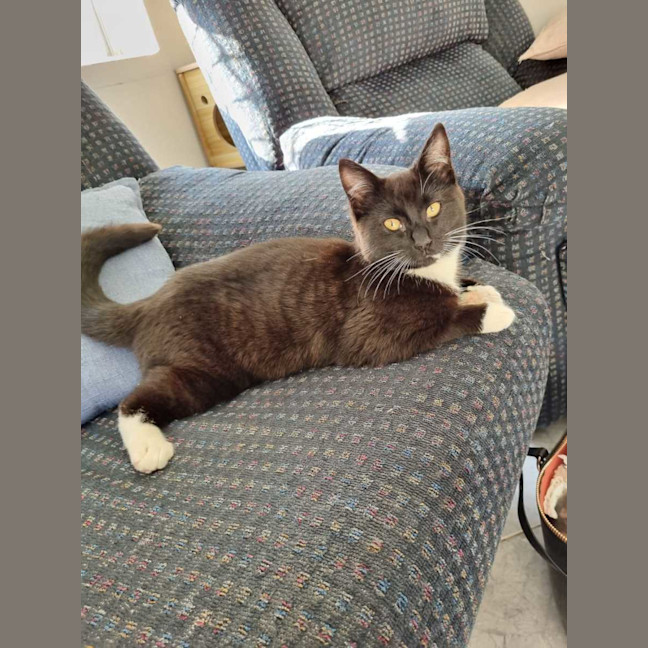 Photo of Pickles