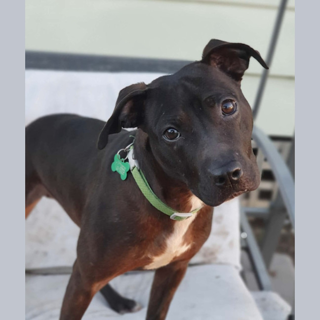 Photo of Jetta