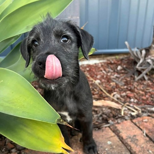 Photo of Stanley