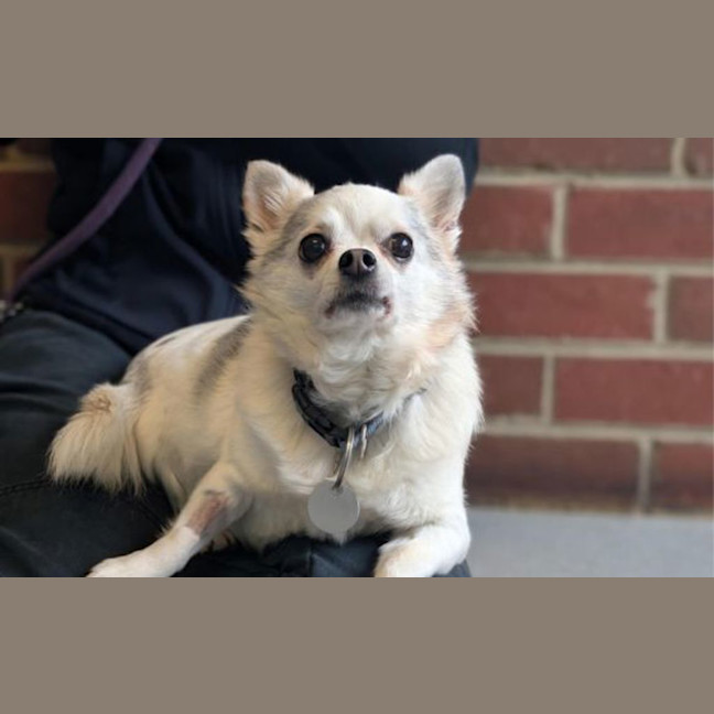 Photo of Sparky