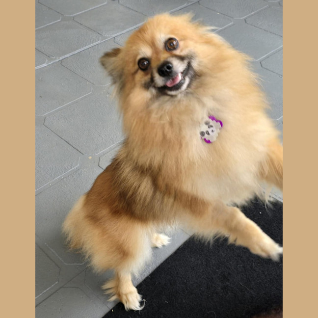 Photo of Coco