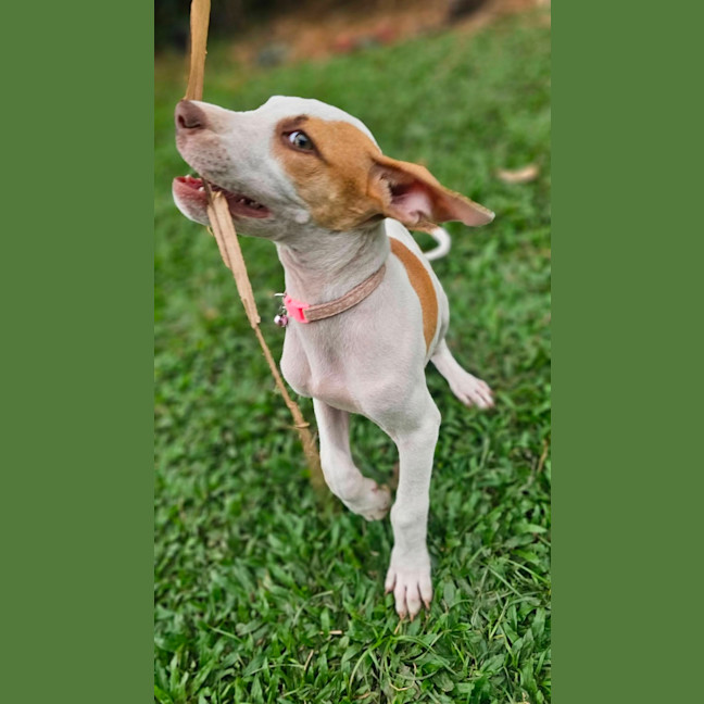 Photo of Inka