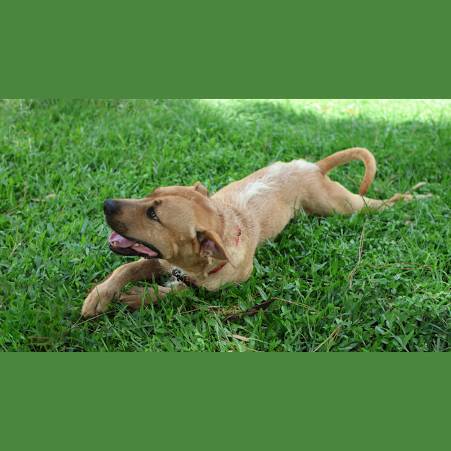 Photo of Oscar