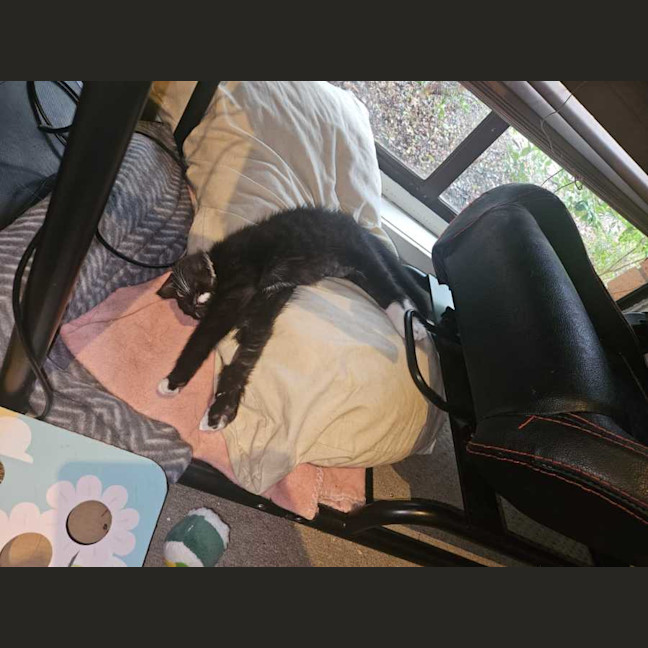 Photo of Panther Lilly