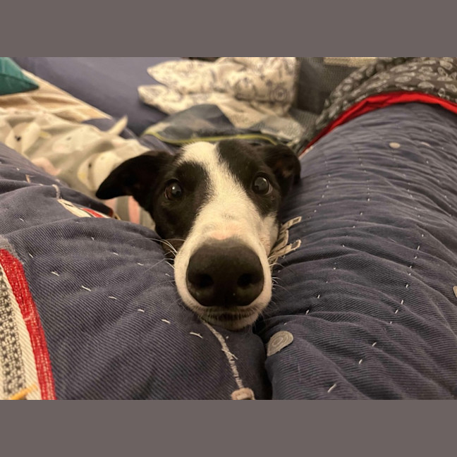 Photo of  Brian The Greyhound 