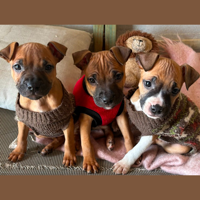 Photo of Jasper   10 Week Old Staffy X (Trial)