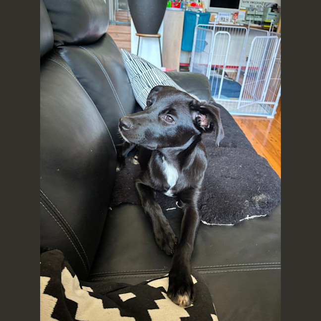 Photo of Primrose   5 Month Old Border Collie X