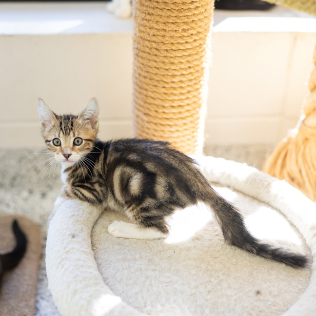 Photo of Bagel