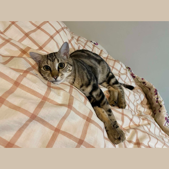 Photo of Gizmo