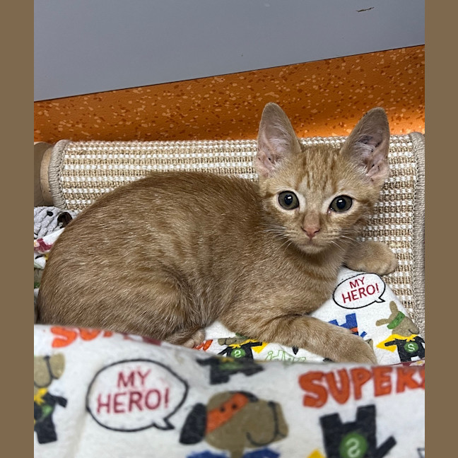 Photo of Dusty