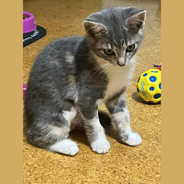 Photo of Patience ** 2nd Chance Cat Rescue **