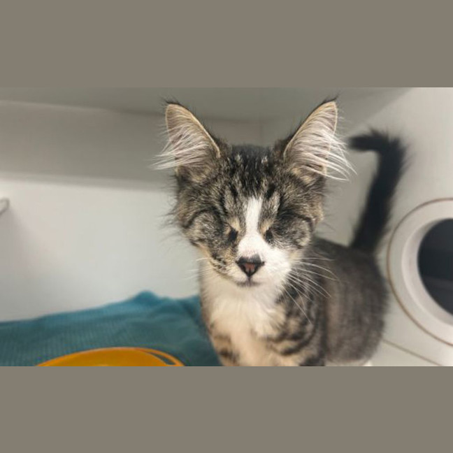 Photo of Lucky