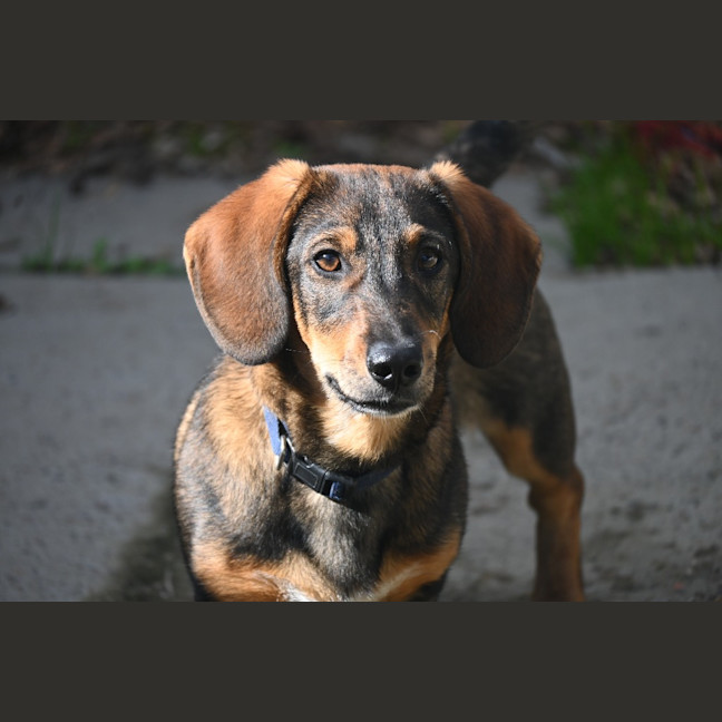 Photo of Marshal