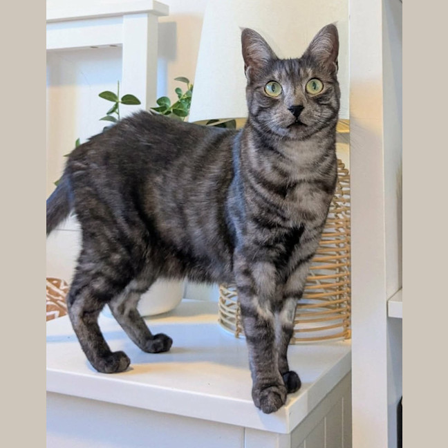 Photo of Smokey 