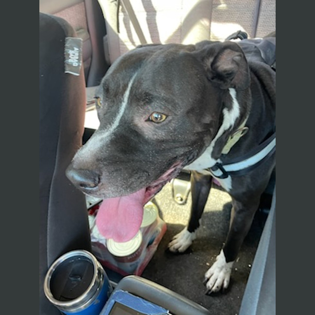 Photo of Charlie   7 Year Old Staffy X Great Dane 