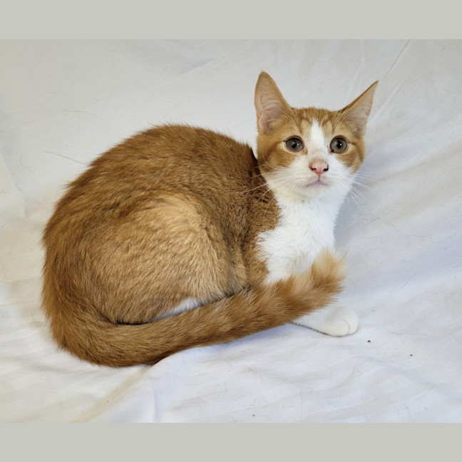 Photo of Tangerine 🍊 