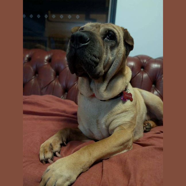 Photo of Bonnie Girl