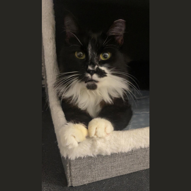 Photo of Bella