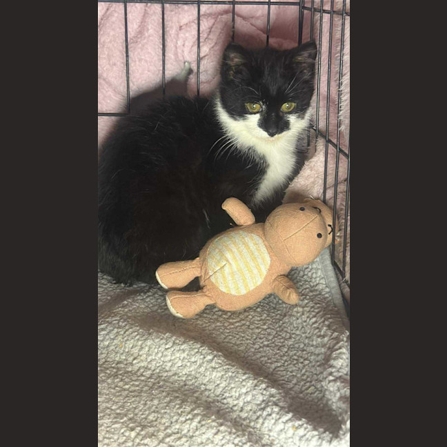 Photo of Barry * 9 Lives Project Rescue*