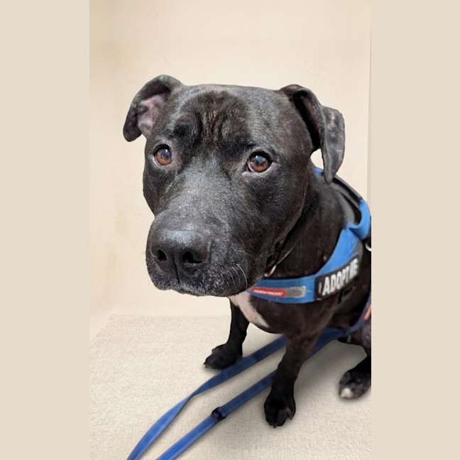 Photo of Diesel