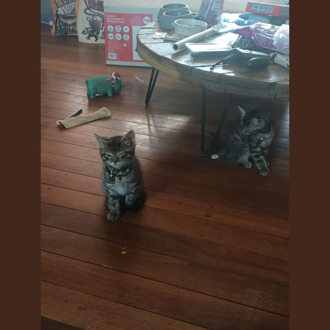 Photo of Chairman Meow