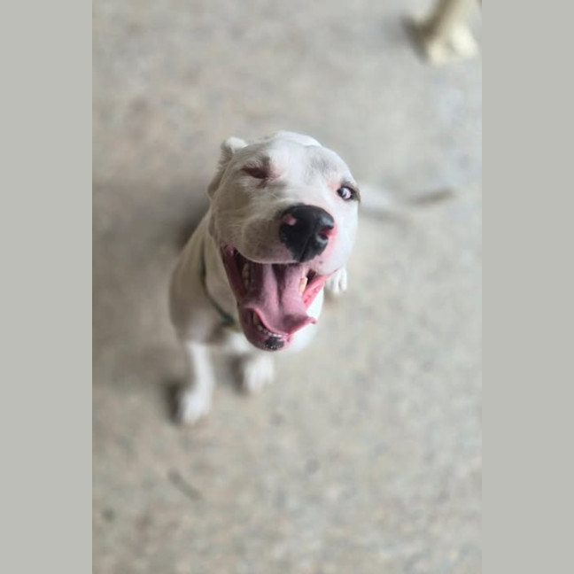 Photo of Cleo *Pet Of The Week*