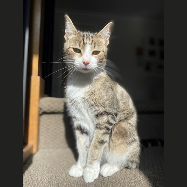 Photo of Willow 