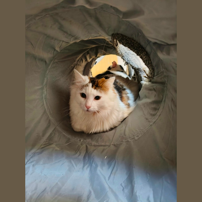 Photo of Oliver