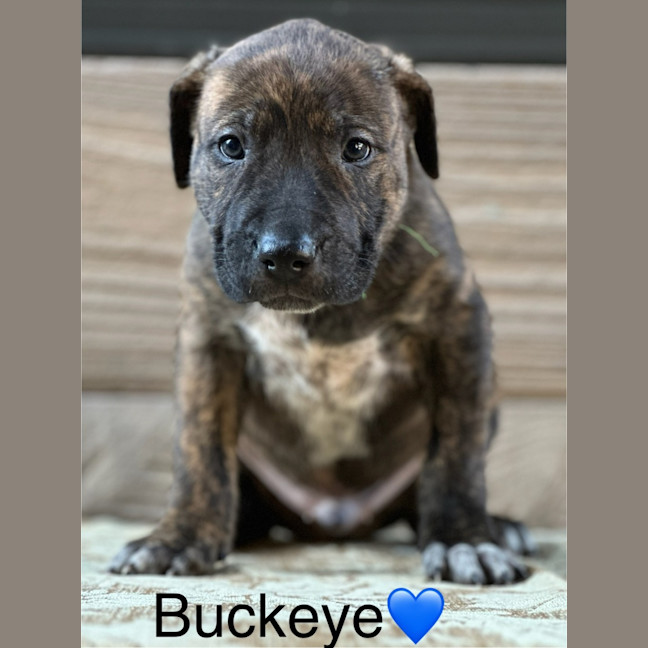 Photo of Buckeye
