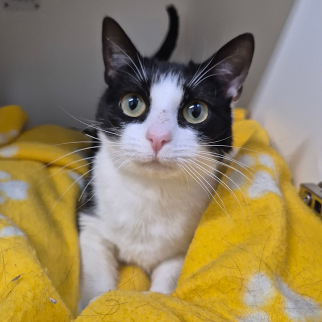 Photo of Kitty