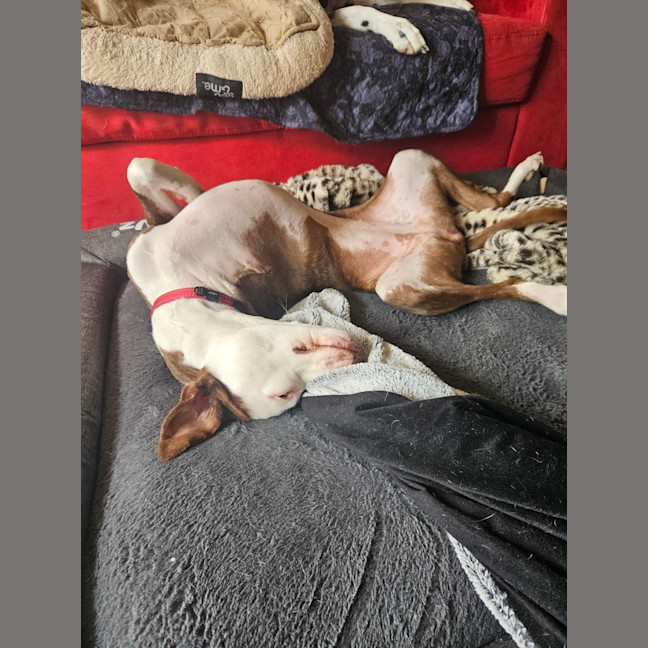 Photo of Stella 